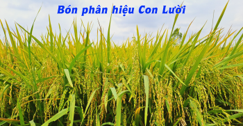 Phân bón tốt nhất cho giống lúa Nếp - Giải Pháp tốt nhất khắc phục những yếu điểm 