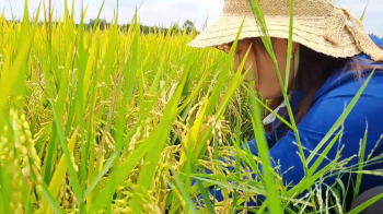 So sánh ruộng lúa Nếp IR4625 bón phân hiệu Con Lười F22 và Lúa Nếp bón phân khác trong vụ Xuân năm 2023 tại tỉnh Long An.