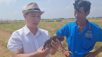 Vua Lười khuyến cáo quy trình bón phân hiệu Con Lười cho Lúa vụ Hè Thu trên đất Sét nặng nhiễm phèn