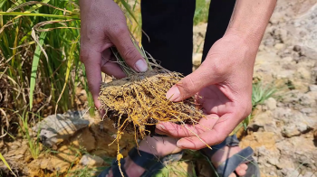 PHÂN BÓN HIỆU CON LƯỜI F22 - GIẢI PHÁP TỐT NHẤT CHO NGƯỜI TRỒNG LÚA TRÊN ĐẤT PHÈN