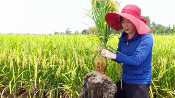 Chống đổ ngã cho cây lúa trong vụ Hè Thu - Bón phân tốt nhất _ Phân bón hiệu Con Lười F22