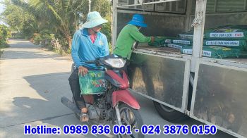 Giải pháp giảm sâu bệnh hại - giảm đổ ngã cho cây lúa - Phân bón hiệu Con Lười liên tục được đưa về Miền Tây phục vụ bà con trồng lúa vụ Hè Thu 