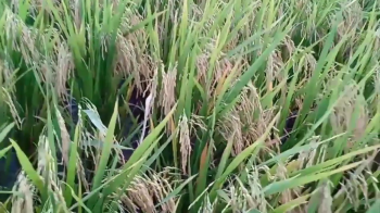 Thành quả lúa OM5451 bón phân hiệu Con Lười tại huyện Thới Lai, TP Cần Thơ