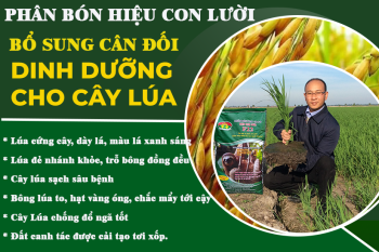 Cách bón phân cho lúa vụ Hè Thu giúp cây cứng, lóng dày, chống đổ ngã tốt, tăng hiệu quả sử dụng phân bón