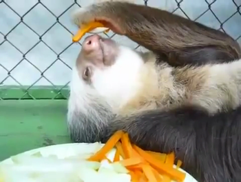 PHÂN CON LƯỜI - PHÂN VIÊN NÉN NHẢ CHẬM CAO CẤP