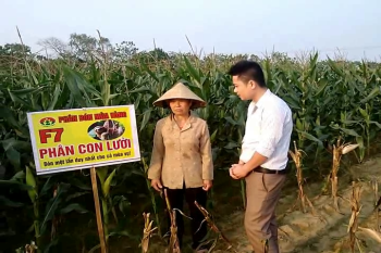 Phân Bón tốt nhất cho cây Ngô - Phân Con Lười chỉ cần bón một lần duy nhất cho cả vụ 