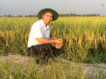 Lúa bón Phân Con Lười F8+ tại Trâu Quỳ, huyện Gia Lâm, TP Hà Nội vụ Xuân năm 2017