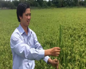 Hiệu quả của Phân Con Lười bón cho Lúa tại Cần Thơ