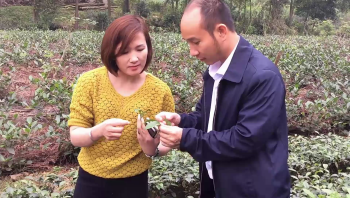 PHÂN CON LƯỜI BÓN CHO CHÈ TẠI XÃ PHÚC TRÌU, TP THÁI NGUYÊN 