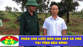 Quy trình sử dụng Phân Con Lười bón cho cây Cà Phê 