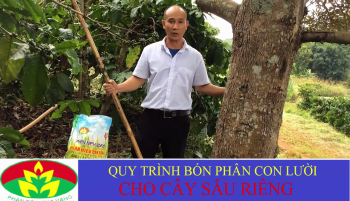 QUY TRÌNH BÓN PHÂN CON LƯỜI CHO CÂY SẦU RIÊNG 