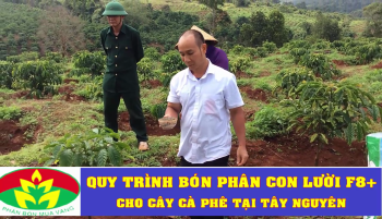 Quy trình sử dụng Phân Con Lười cho cây Cà Phê 