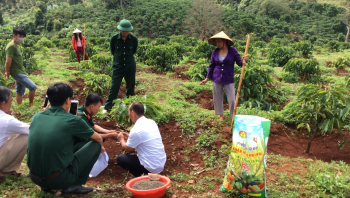 Phân Con Lười bón cho cà phê tại Tây Nguyên 