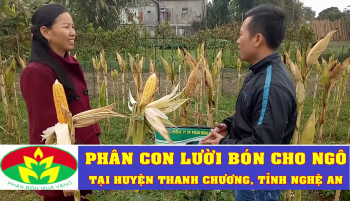 PHÂN CON LƯỜI BÓN CHO NGÔ ĐẠT NĂNG SUẤT CAO TẠI NGHỆ AN 