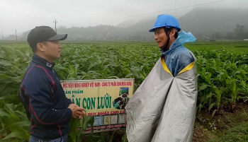 PHÂN CON LƯỜI BÓN CHO CÂY LÚA TẠI HUYỆN NGHI LỘC, TỈNH NGHỆ AN 