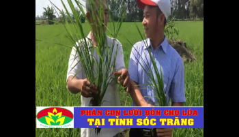 Phân Con Lười bón cho Lúa tại tỉnh Sóc Trăng 