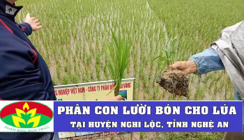 PHÂN CON LƯỜI BÓN CHO LÚA TẠI NGHỆ AN 