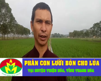 Phân Con Lười bón cho lúa tại tỉnh Thanh Hóa 