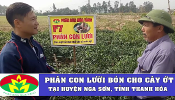 Phân Con Lười bón cho cây Ớt tại tỉnh Thanh Hóa đạt năng suất vượt trội 