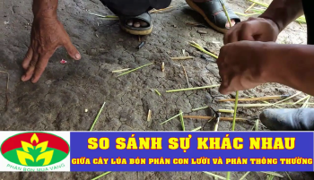 So sánh lúa bón Phân Con Lười và phân nhả chậm tại tỉnh Bạc Liêu