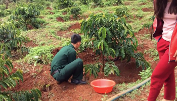 Phân Con Lười bón cho cà Phê tại Tây Nguyên 