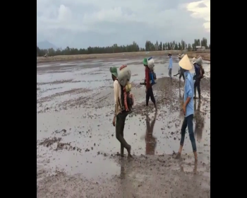 Phân Con Lười - Phân bón công nghệ sinh học - Phân bón tốt nhất hiện nay 