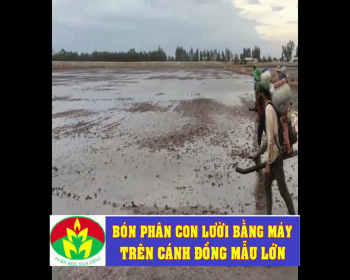Phân Con Lười bón bằng máy 