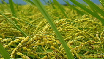 Phân Con Lười bón cho lúa Nhật tại Kiên Giang 