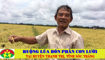 Phân Con Lười bón cho Lúa Nhật tại tỉnh Sóc Trăng