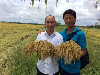 Phân Con Lười bón cho lúa Nhật tại huyện Thạnh Trị, tỉnh Sóc Trăng