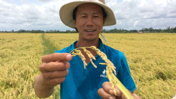 Phân Con Lười bón cho lúa Nhật đạt năng suất vượt trội tại huyện Thạnh Trị, tỉnh Sóc Trăng