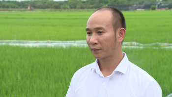 Phân Con Lười - Truyền hình VTV4 Bản tin tiếng Trung Quốc