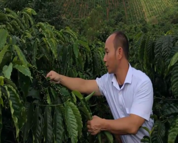 Phân Con Lười bón cho cây Cà Phê tại Tây Nguyên