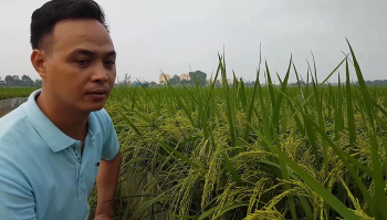 Phân thông minh - phân bón Con Lười bón cho lúa tại Trâu Quỳ, Gia Lâm, Hà Nội