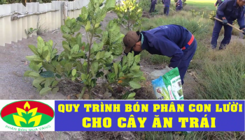 KỸ THUẬT BÓN PHÂN CON LƯỜI - PHÂN BÓN TỐT NHẤT CHO CÂY ĂN QUẢ