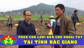 Phân bón tốt nhất cho cây khoai tây - phân bón công nghệ sinh học