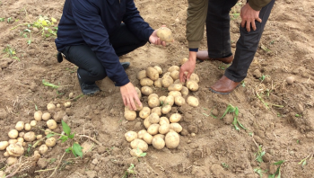 Phân Con lười bón cho khoai tây tại tỉnh Bắc Giang