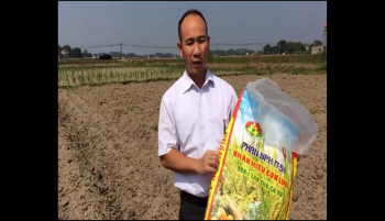 Cách bón Phân Con Lười cho cây khoai tây