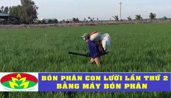 Cách bón phân Con Lười cho lúa