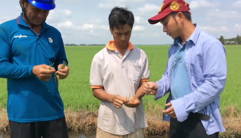 Phân Con Lười bón cho lúa tốt nhất tại tỉnh Kiên Giang