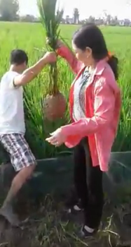 ỨNG DỤNG CÔNG NGHỆ HỮU CƠ, SINH HỌC - PHÂN CON LƯỜI CHO CÂY LÚA TẠI HUYỆN BÌNH GIANG, TỈNH HẢI DƯƠNG