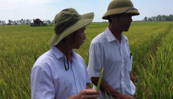 Kết quả lúa sử dụng Phân Con Lười tại huyện Ninh Giang, tỉnh Hải Dương.