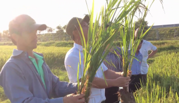 Đoàn cán bộ Công Ty CP Phân bón Mùa Vàng đi thăm quan đánh giá ruộng lúa bón phân Con Lười