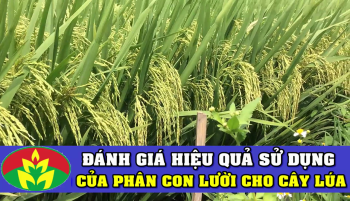 Đại Lý tại tỉnh Hải Phòng đi thăm ruộng lúa ứng dụng Phân Con Lười - Phân bón công nghệ sinh học