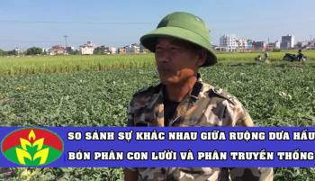 Sự khác nhau giữa ruộng dưa hấu bón Phân Con Lười và phân bón truyền thống tại tỉnh Hải Dương.