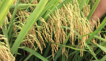 Thành quả cây lúa bón Phân Con Lười trong vụ xuân năm 2018