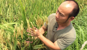 Mùa thu hoạch Lúa bón Phân Con Lười - Phân bón tốt nhất hiện nay