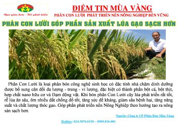 Thành quả lúa bón Phân Con Lười vụ Đông Xuân năm 2018
