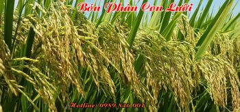 Phân Con Lười - phân bón nhả chậm thông minh nhất hiện nay -góp phần canh tác nông nghiệp bền vững