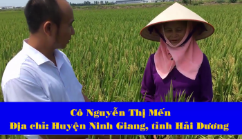 Hiệu quả của Phân Con Lười cho cây lúa trên cả nước